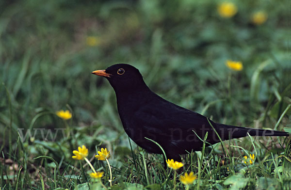 Amsel (Turdus merula)