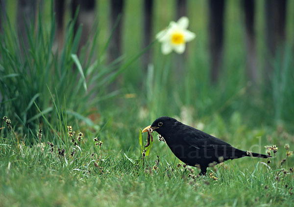 Amsel (Turdus merula)