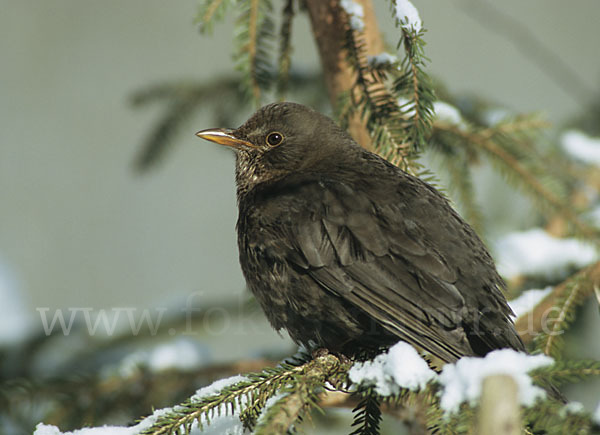 Amsel (Turdus merula)