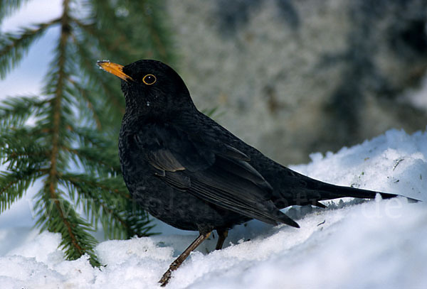 Amsel (Turdus merula)