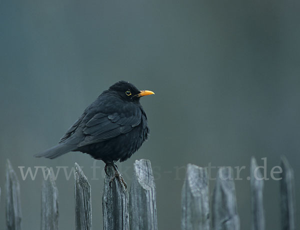 Amsel (Turdus merula)