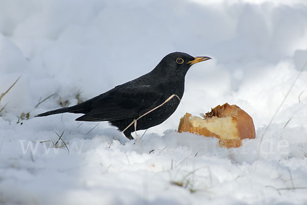 Amsel (Turdus merula)