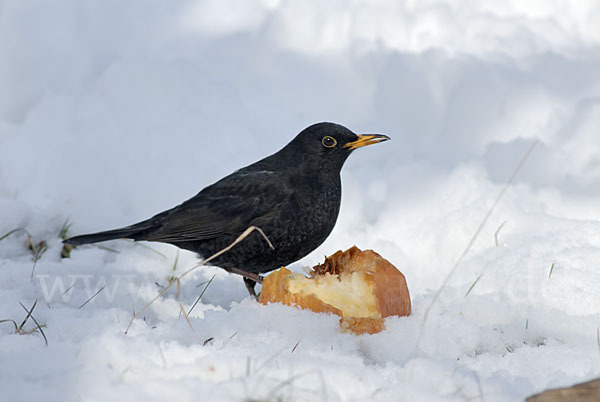 Amsel (Turdus merula)