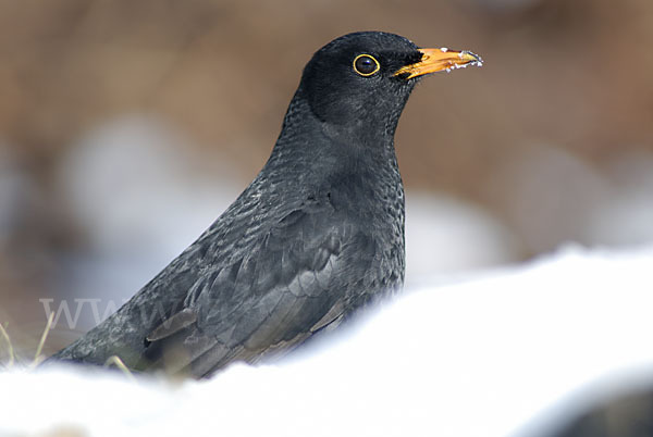 Amsel (Turdus merula)