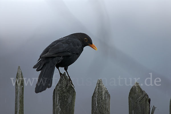 Amsel (Turdus merula)