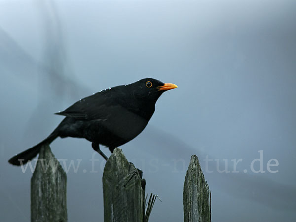 Amsel (Turdus merula)