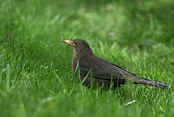 Amsel (Turdus merula)