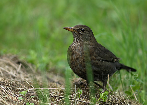 Amsel (Turdus merula)