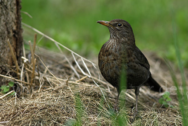 Amsel (Turdus merula)