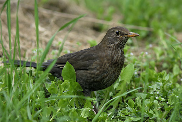 Amsel (Turdus merula)