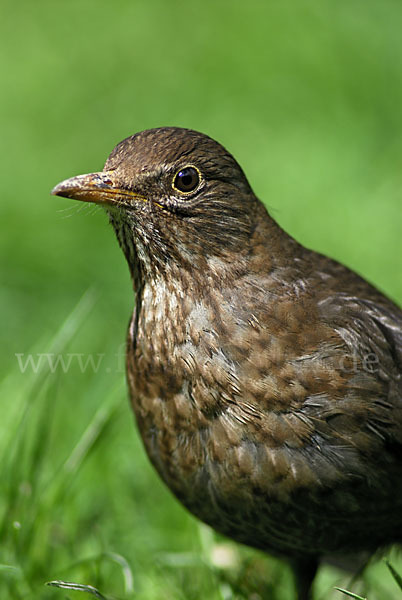 Amsel (Turdus merula)