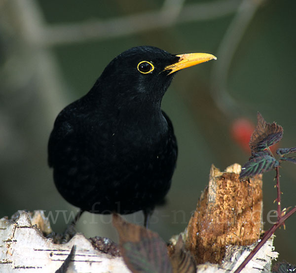 Amsel (Turdus merula)