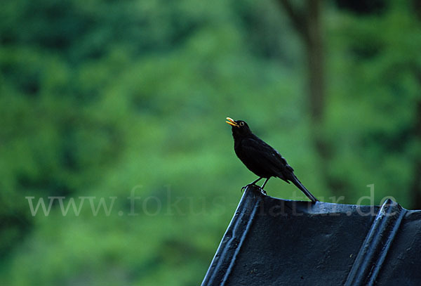 Amsel (Turdus merula)