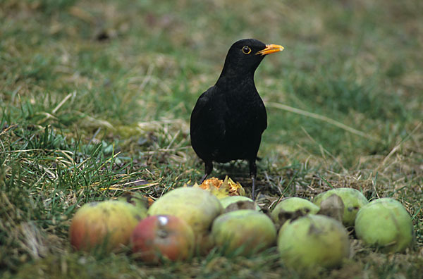 Amsel (Turdus merula)