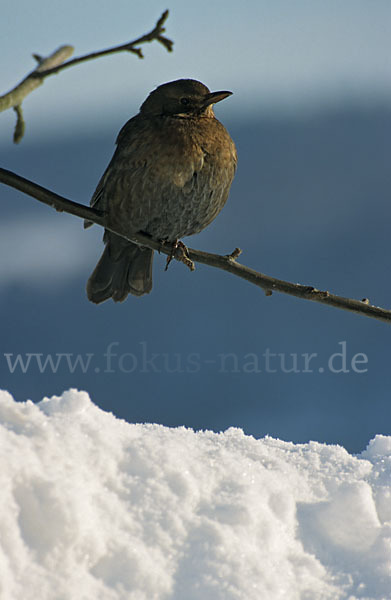 Amsel (Turdus merula)