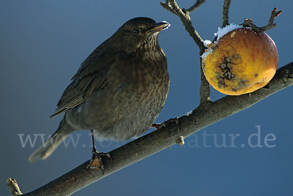 Amsel (Turdus merula)