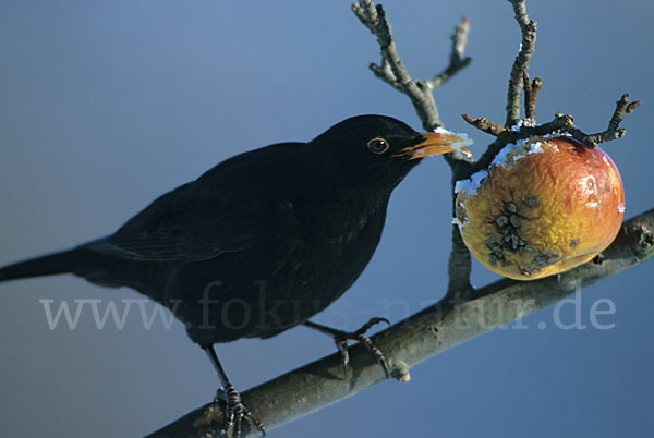 Amsel (Turdus merula)