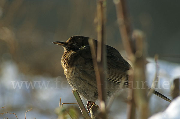 Amsel (Turdus merula)