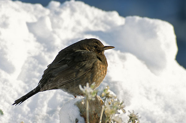 Amsel (Turdus merula)