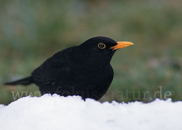 Amsel (Turdus merula)