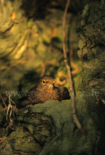 Amsel (Turdus merula)