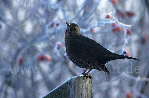 Amsel (Turdus merula)