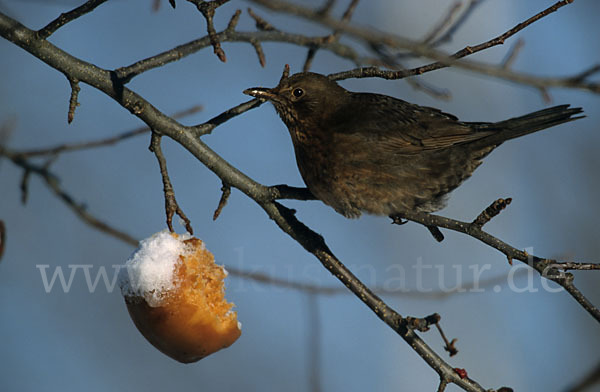 Amsel (Turdus merula)