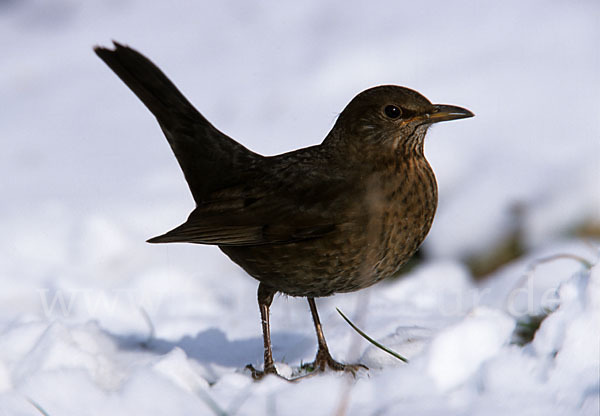 Amsel (Turdus merula)