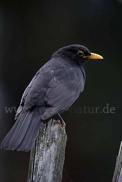 Amsel (Turdus merula)