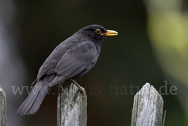 Amsel (Turdus merula)