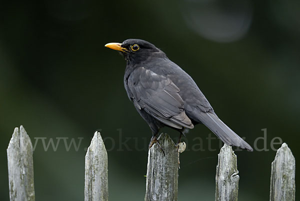 Amsel (Turdus merula)