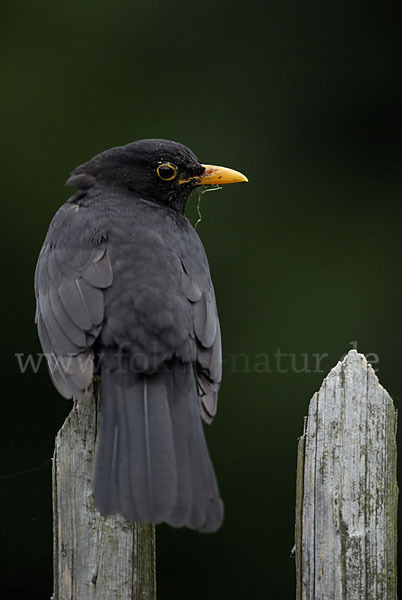 Amsel (Turdus merula)