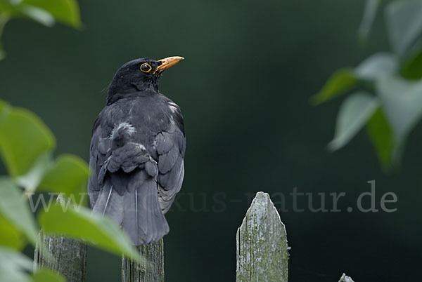 Amsel (Turdus merula)