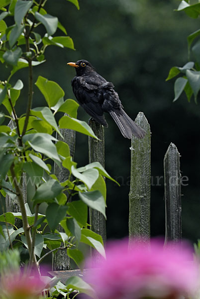 Amsel (Turdus merula)