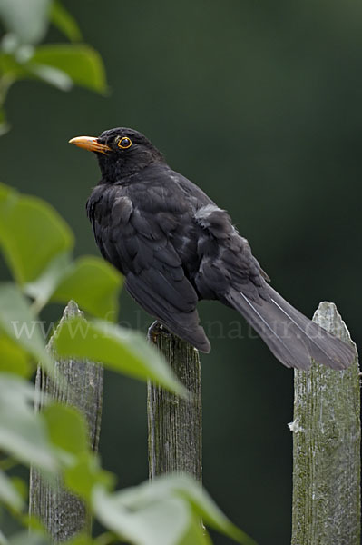 Amsel (Turdus merula)