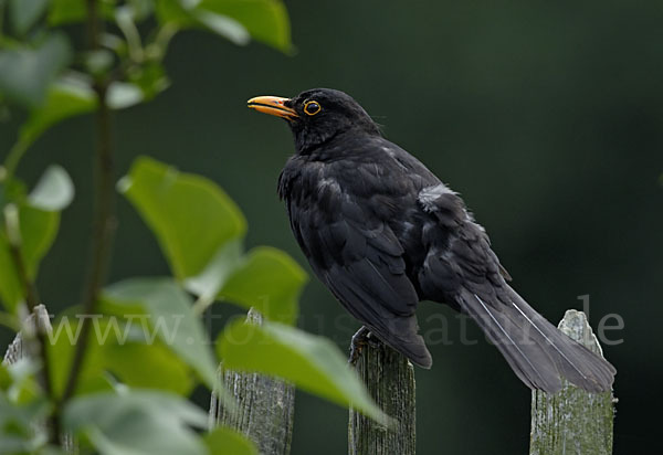 Amsel (Turdus merula)