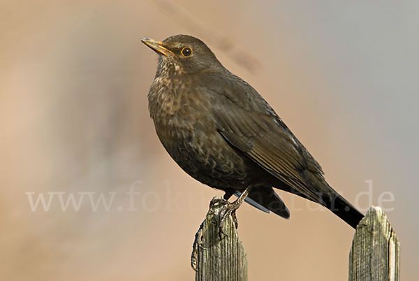 Amsel (Turdus merula)