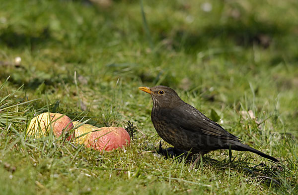 Amsel (Turdus merula)