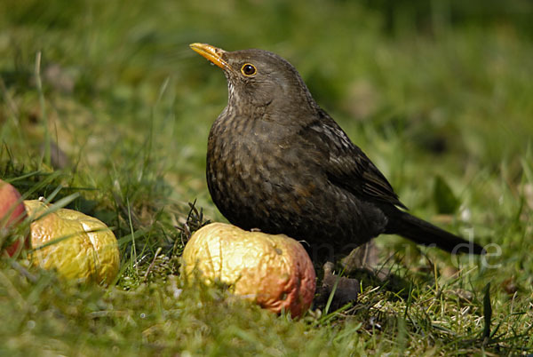 Amsel (Turdus merula)