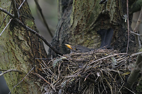 Amsel (Turdus merula)