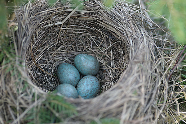 Amsel (Turdus merula)