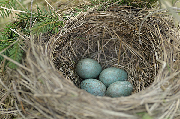 Amsel (Turdus merula)