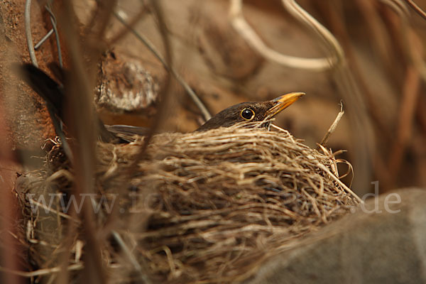 Amsel (Turdus merula)