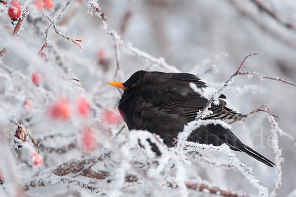 Amsel (Turdus merula)