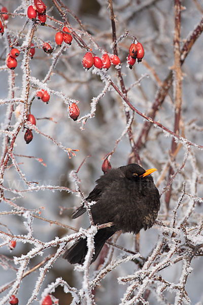 Amsel (Turdus merula)