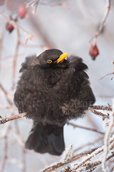 Amsel (Turdus merula)