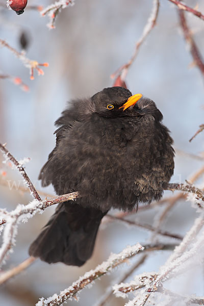 Amsel (Turdus merula)