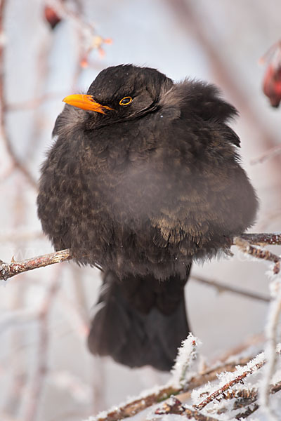 Amsel (Turdus merula)