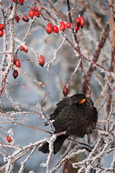 Amsel (Turdus merula)