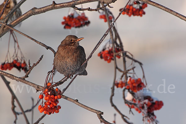 Amsel (Turdus merula)